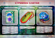 Стенды для кабинета биологии - «globural.ru» - Краснодар