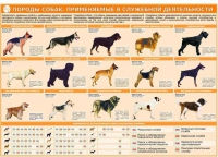 Комплект плакатов "Кинология" - «globural.ru» - Краснодар