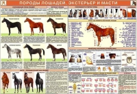 Комплект плакатов "Служебное коневодство" - «globural.ru» - Краснодар