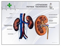 Стенд "Строение почки человека" - «globural.ru» - Краснодар