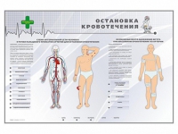 Электрифицированный стенд "Остановка кровотечения" - «globural.ru» - Краснодар