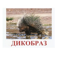 Карточки Домана "Дикие животные-3" - «globural.ru» - Краснодар