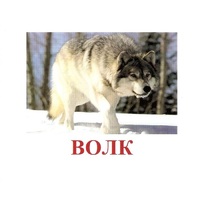 Карточки Домана "Дикие животные-1" - «globural.ru» - Краснодар