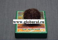 Сухой препарат "Еж морской" - «globural.ru» - Краснодар