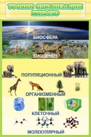 Стенд "Уровни организации живого" - «globural.ru» - Краснодар