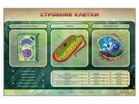 Электрифицированный стенд "Строение клетки" с маркерными полями - «globural.ru» - Краснодар