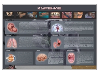 Стенд "Курение" (вариант 1) - «globural.ru» - Краснодар