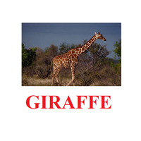 "Wild Animals-1" ("Дикие животные-1") английские карточки Домана - «globural.ru» - Краснодар
