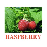 "Berries-1" ("Ягоды-1") английские карточки Домана - «globural.ru» - Краснодар