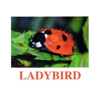 "Insects" ("Насекомые") английские карточки Домана - «globural.ru» - Краснодар