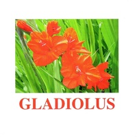 "Flowers-1" ("Цветы-1") английские карточки Домана - «globural.ru» - Краснодар