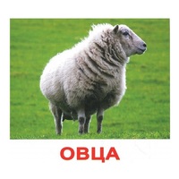 .Карточки Домана "Домашние животные" - «globural.ru» - Краснодар