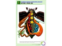 Рельефная таблица "Внутреннее строение жука" (формат А1, матовое ламинир.) - «globural.ru» - Краснодар