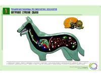 Рельефная таблица "Внутреннее строение собаки" (формат А1, матовое ламинир.) - «globural.ru» - Краснодар