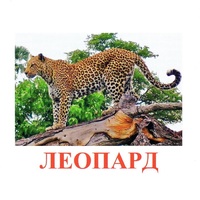 Карточки Домана "Дикие животные-2" - «globural.ru» - Краснодар