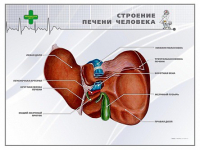 Стенд "Строение печени человека" - «globural.ru» - Краснодар