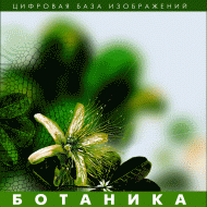 Ботаника. (Цифровая база изображений) - «globural.ru» - Краснодар