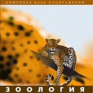Зоология. (Цифровая база изображений) - «globural.ru» - Краснодар