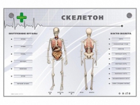 Электрифицированный стенд-тренажер "Скелетон" - «globural.ru» - Краснодар
