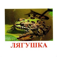 Карточки Домана "Амфибии и рептилии" - «globural.ru» - Краснодар