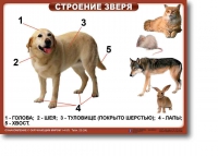 Ознакомление с окружающим миром. 1-4 класс. Комплект таблиц. Наглядные пособия для начальной школы, учебные пособия - «globural.ru» - Краснодар
