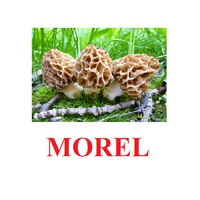 "Mushrooms" ("Грибы") английские карточки Домана - «globural.ru» - Краснодар