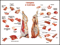 Правила разделки мясных туш "Говядина и телятина" 1000*1400 винил - «globural.ru» - Краснодар
