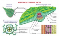 Плакаты и таблицы по биологии - «globural.ru» - Краснодар