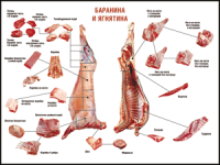 Правила разделки мясных туш "Баранина и ягнятина" 1000*1400 винил - «globural.ru» - Краснодар