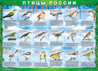 Таблица Птицы России из  4 листов в комплекте 1000*1400 винил	 - «globural.ru» - Краснодар