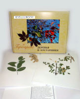 Гербарий Деревья и кустарники (20 видов) - «globural.ru» - Краснодар