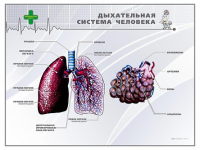 Стенд "Дыхательная система человека" - «globural.ru» - Краснодар