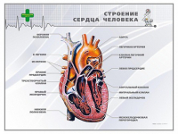 Стенд "Строение сердца человека" - «globural.ru» - Краснодар