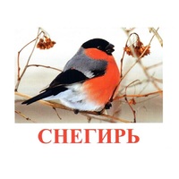 Карточки Домана "Птицы-1" - «globural.ru» - Краснодар