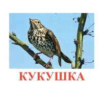 Карточки Домана "Птицы-3" - «globural.ru» - Краснодар