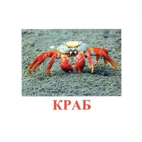 Карточки Домана "Подводный мир" - «globural.ru» - Краснодар