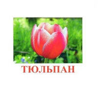 Карточки Домана "Цветы-1" - «globural.ru» - Краснодар