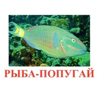 Карточки Домана "Рыбы" - «globural.ru» - Краснодар