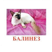 Карточки Домана "Породы кошек" - «globural.ru» - Краснодар