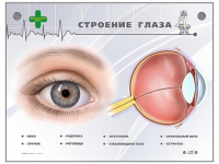 Интерактивный стенд "Строение глаза" - «globural.ru» - Краснодар