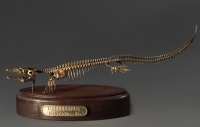 Модель скелета мозазавра Mosasaurus - «globural.ru» - Краснодар
