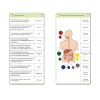 Комплект карточек (10) "Обучающий калейдоскоп. Человек" - «globural.ru» - Краснодар