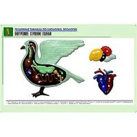 Рельефная таблица "Внутреннее строение голубя" (формат А1, матовое ламинир.) - «globural.ru» - Краснодар