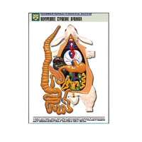 Рельефная таблица "Внутреннее строение кролика" (формат А1, матовое ламинир.) - «globural.ru» - Краснодар