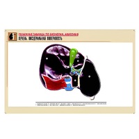 Рельефная таблица "Печень. Висцеральная поверхность" (формат А1, матовое ламинир.) - «globural.ru» - Краснодар