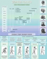 Стенд "Эволюция человека" (вариант 1) - «globural.ru» - Краснодар