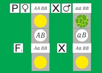 Модель-аппликация Дигибридное скрещивание. Законы Менделя. (набор из 84 карт) - «globural.ru» - Краснодар
