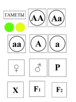 Модель-аппликация Моногибридное скрещивание и его цитологические основы - «globural.ru» - Краснодар