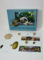 Коллекция "Раковины моллюсков" (вариант 2) - «globural.ru» - Краснодар