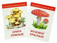 Раздаточные карточки "Грибы съедобные и не съедобные" - «globural.ru» - Краснодар